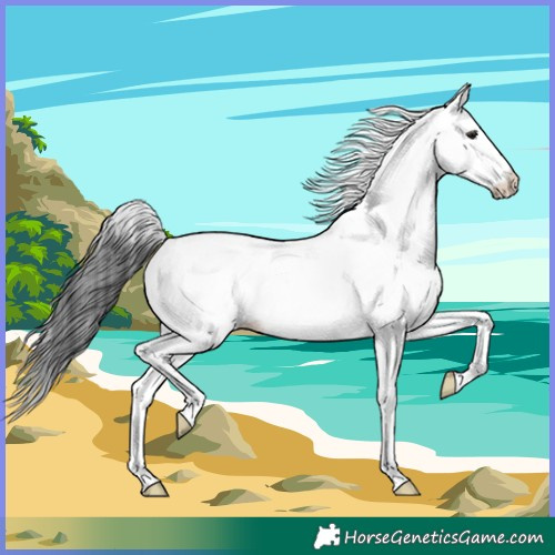 Horse Color:White Spotted Black 