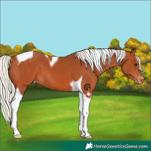 Horse Color:Silver Bay Tobiano Appaloosa 
