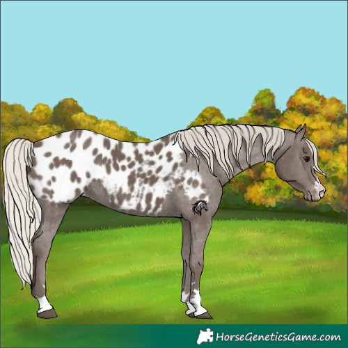 Horse Color:Silver Black Appaloosa