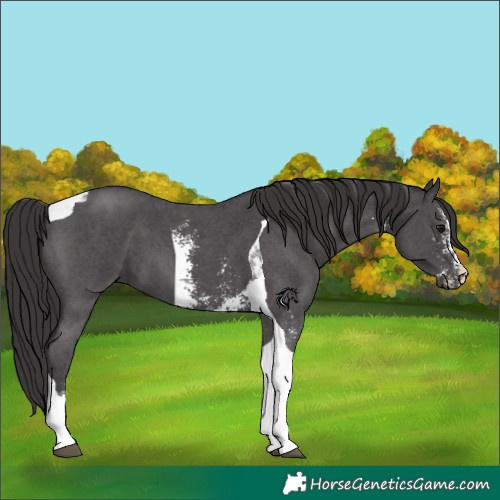 Horse Color:Smoky Black Sabino Tobiano