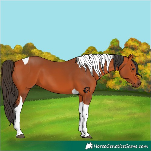 Horse Color:Bay Tobiano 