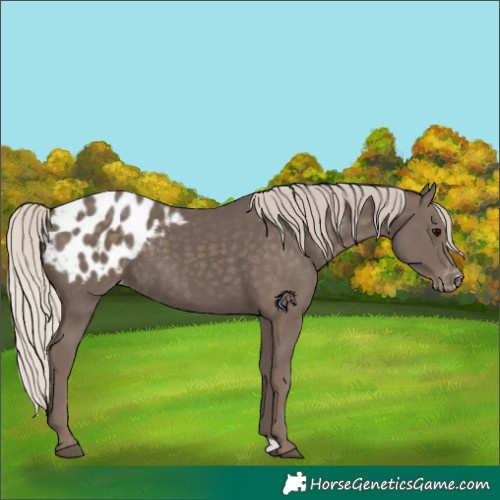 Horse Color:Silver Black Appaloosa 