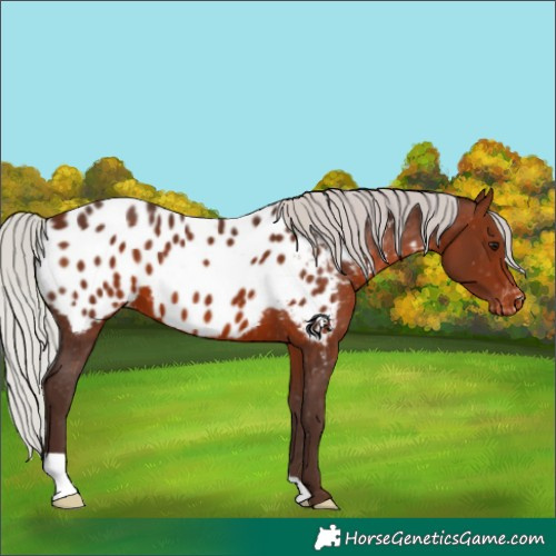 Horse Color:Silver Brown Appaloosa 