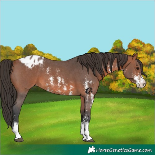 Horse Color:Bay Sabino Appaloosa