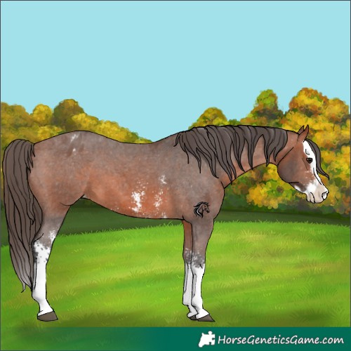 Horse Color:Bay Sabino Splash Appaloosa
