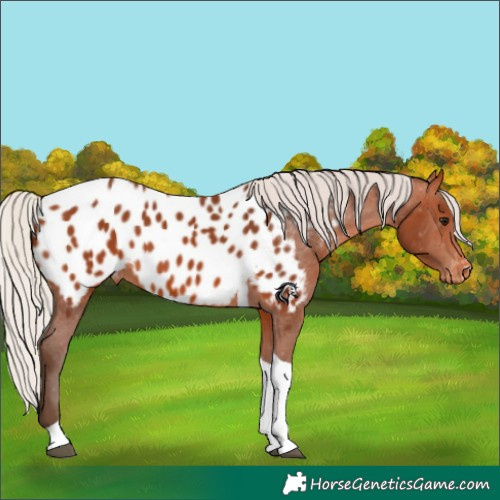 Horse Color:Silver Bay Tobiano Appaloosa