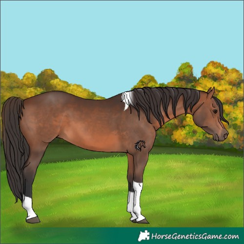 Horse Color:Brown Tobiano 