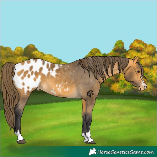 Horse Color:Buckskin Appaloosa 
