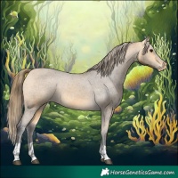 Horse Color:Buckskin Appaloosa and Buckskin Appaloosa