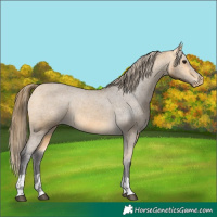 Horse Color:Buckskin Appaloosa and Buckskin Appaloosa