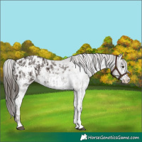 Horse Color:Liver Chestnut Sabino Splash Appaloosa  and Liver Chestnut Sabino Appaloosa 