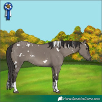 Horse Color:White Spotted Smoky Grullo Tobiano 