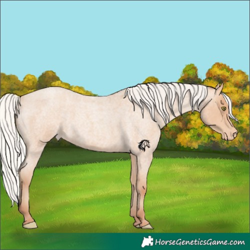 Horse Color:Silver Amber Champagne Roan Appaloosa 