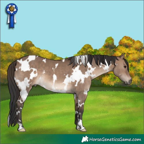 Horse Color:White Spotted Brown Dun 