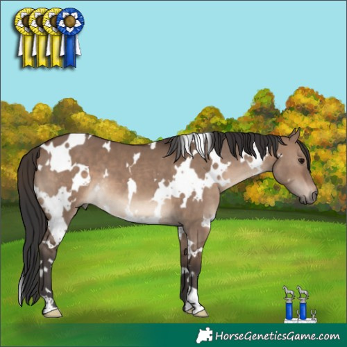 Horse Color:White Spotted Brown Dun 