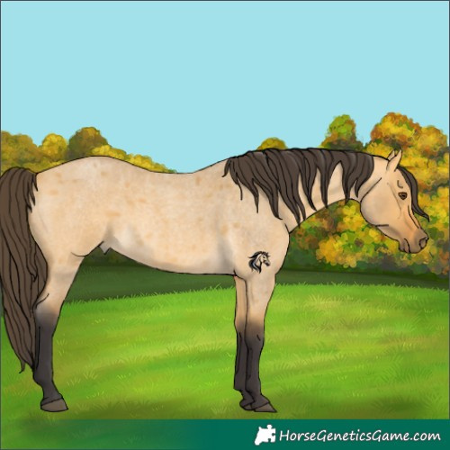 Horse Color:Buckskin Roan Dun 