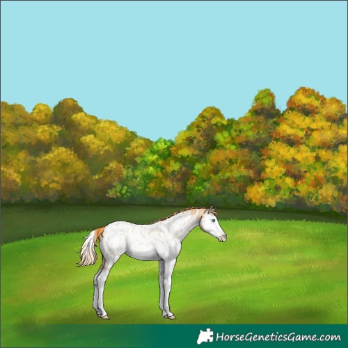 Horse Color:Smoky Black Pearl Splash Appaloosa Rabicano 