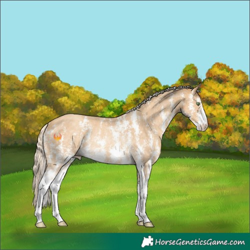 Horse Color:Gold Cream Champagne Sabino Rabicano 