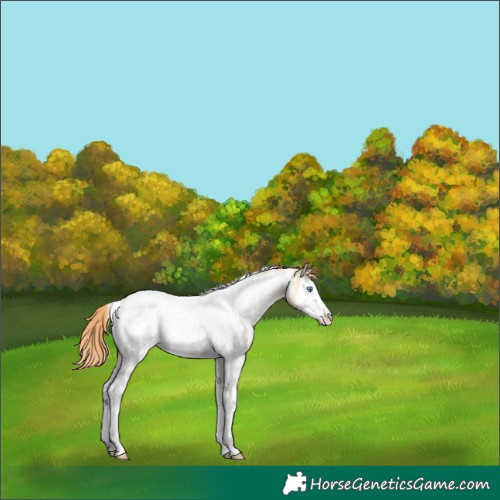Horse Color:Classic Cream Champagne Pearl Sabino Splash Tobiano Appaloosa 