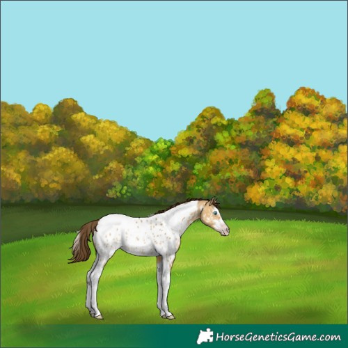Horse Color:Gray Sable Cream Champagne Dun Sabino Tobiano Appaloosa 