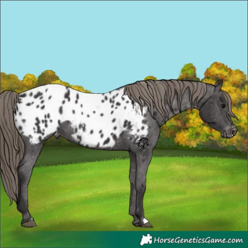 Horse Color:Smoky Black Appaloosa 