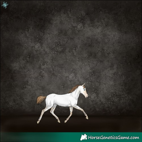 Horse Color:White Spotted Smoky Grullo Pearl Appaloosa Rabicano 