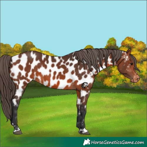 Horse Color:Bay Appaloosa 