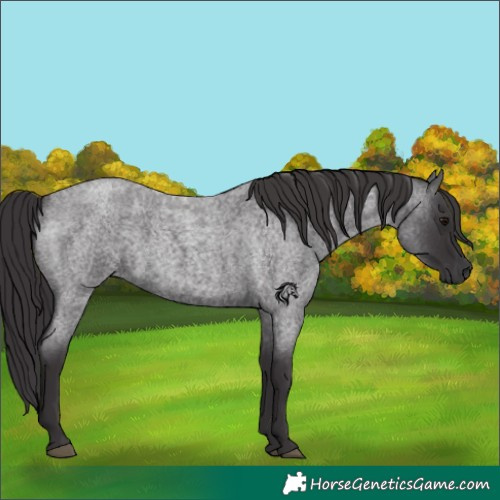 Horse Color:Smoky Blue Roan 