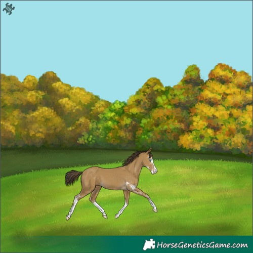 Horse Color:Classic Cream Champagne Sabino 