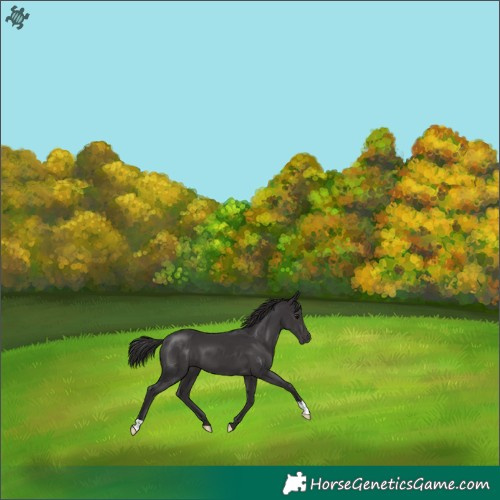 Horse Color:Smoky Black 