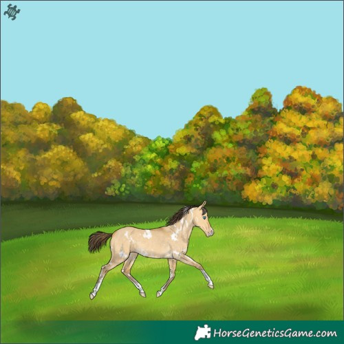 Horse Color:White Spotted Amber Cream Champagne Dun Sabino Rabicano 