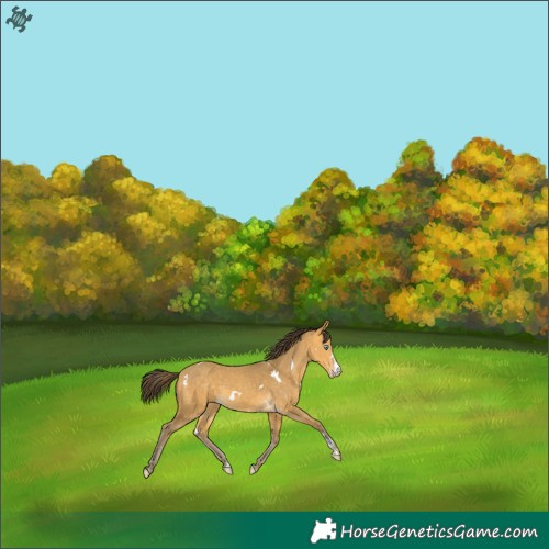 Horse Color:White Spotted Sable Cream Champagne Sabino 