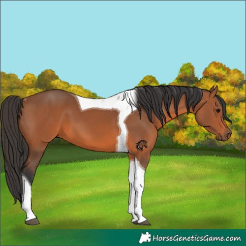 Horse Color:Bay Tobiano