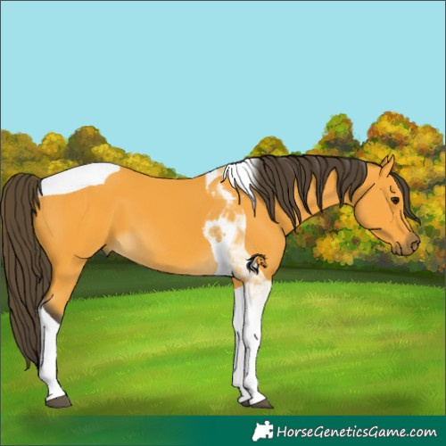 Horse Color:Buckskin Tobiano 