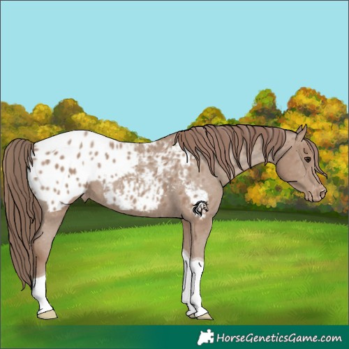 Horse Color:Classic Champagne Tobiano Appaloosa