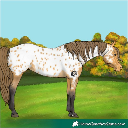 Horse Color:Buckskin Appaloosa