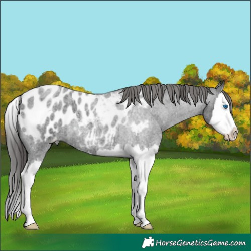 Horse Color:Blue Roan Splash Appaloosa 