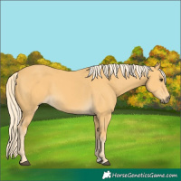 Horse Color:Palomino