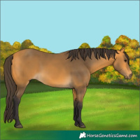 Horse Color:Buckskin