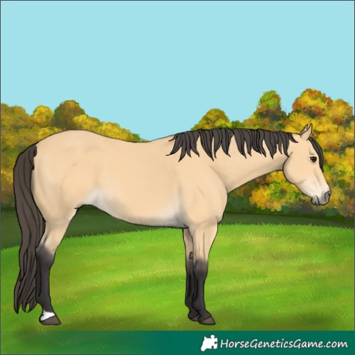 Horse Color:Buckskin 