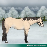 Horse Color:Buckskin 