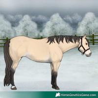 Horse Color:Buckskin 