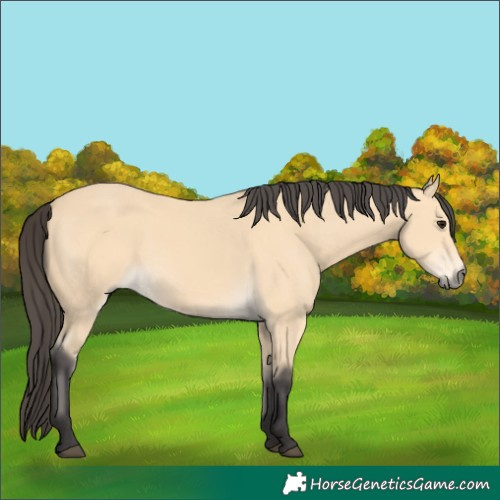 Horse Color:Buckskin 