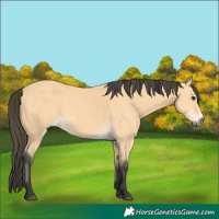 Horse Color:Buckskin 
