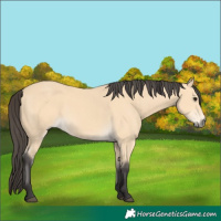 Horse Color:Buckskin 