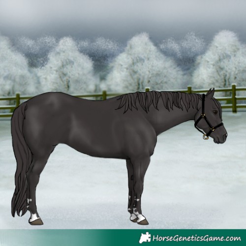 Horse Color:Smoky Black 