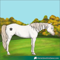 Horse Color:Perlino Roan Dun 