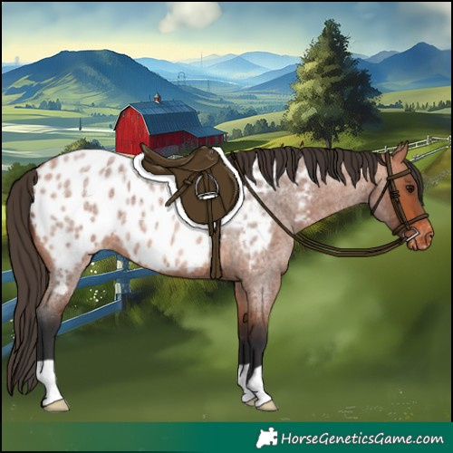 Horse Color:Bay Roan Appaloosa 