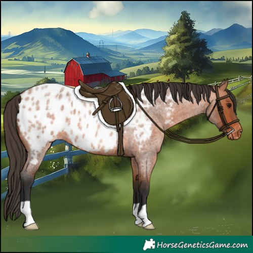 Horse Color:Bay Roan Appaloosa 