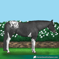 Horse Color:Black Tobiano Appaloosa 